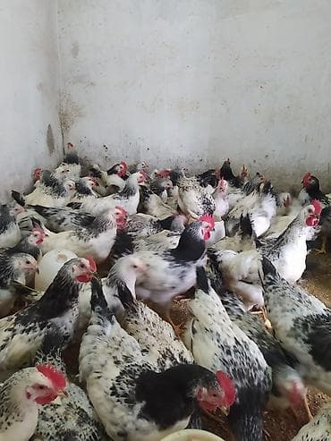 Toyuq cücələri, Ətlik