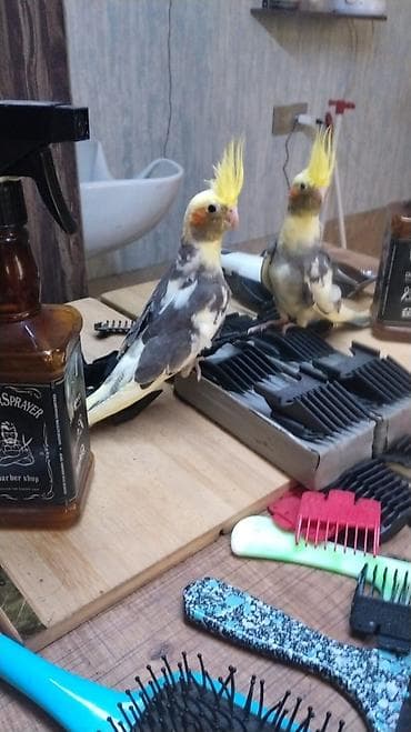 derzi qusu haqqinda melumat: Evdə saxlayiram dişləmir real alici zəng etsin cinsiyəti oğlandi — 1