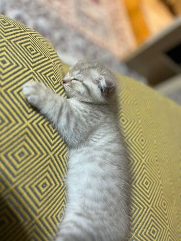 самюн ван в душанбе: Шиншилла, Самец, Самовывоз — 1