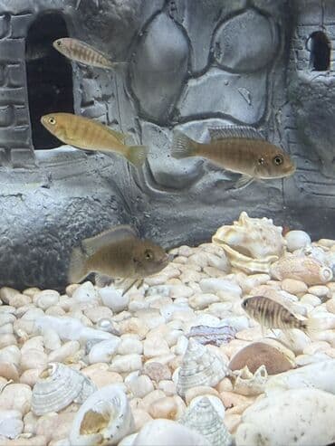 arı satışı 2022: Cixlid balığı — 5