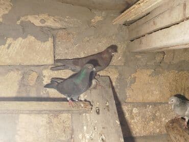 qaz qusu: Məhsul: Ev göyərçinləri (bir neçə fərqli rəngdə) Təsvir: - Şəkillərdə — 3