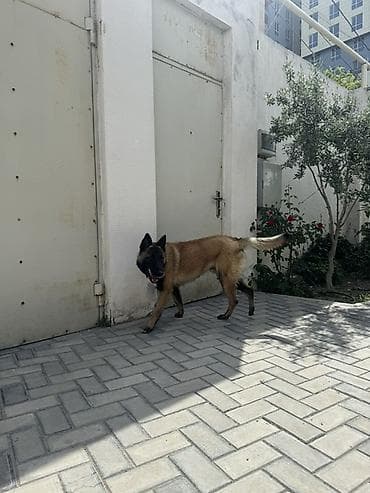 ingilis setter it cinsi: Belçika çoban iti — 10