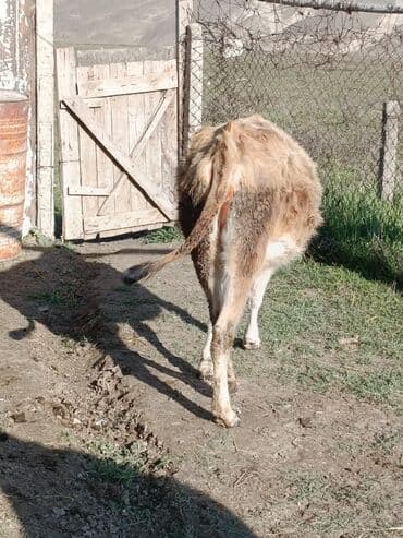 düyələr: Birinci qarına boğaz düyə satılır ünvan Şamaxı vatsap 0503938685 — 5