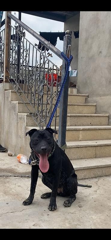 dalmatin satilir: Pitbul — 3