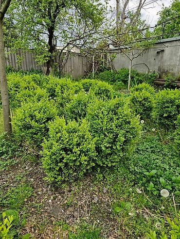 rozmarin bitkisi: Buxus (şimşir) dekorativ kolları – formal heykəllər və canlı hasarlar — 7