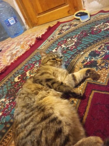 tuklu pişiklər: Tabbi — 2