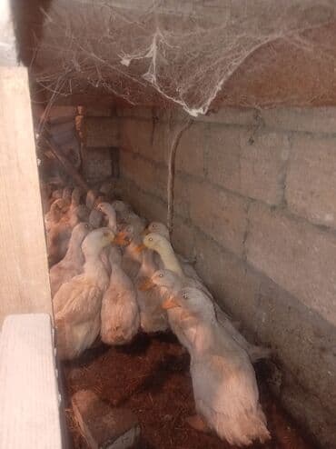 Məhsul: Ördəklər (toplu satış üçün) Təsvir: - Şəkillərdə göründüyü lalafo.az -da Məhsul: Ördəklər (toplu satış üçün) Təsvir: - Şəkillərdə göründüyü