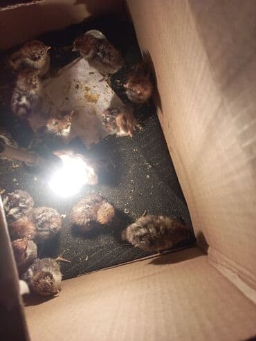 hunduşqa satışı: Toyuq cücələri, Damazlıq — 2