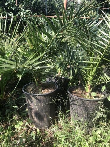 palma ağacları: Qabda xurma palması (Phoenix dactylifera tipli dekorativ xurma) - — 5