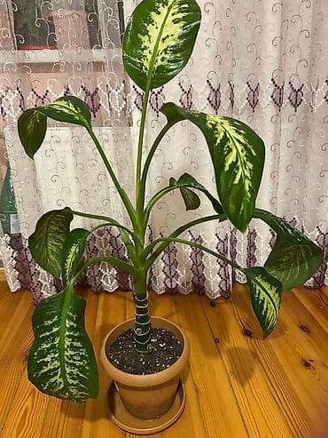 ev bitkisi: İki dekorativ otaq bitkisi 1) Begoniya (nöqtəli/argentə yarpaqlı — 3