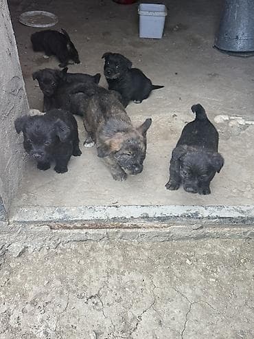 it bazari 2019: Zvonok, 1 ay, Erkek, Peyvəndli — 3