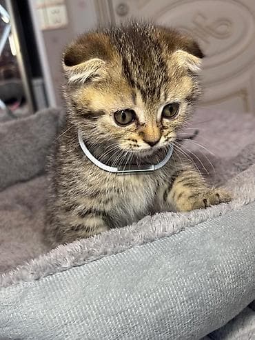 İtlər: Şotland — 4