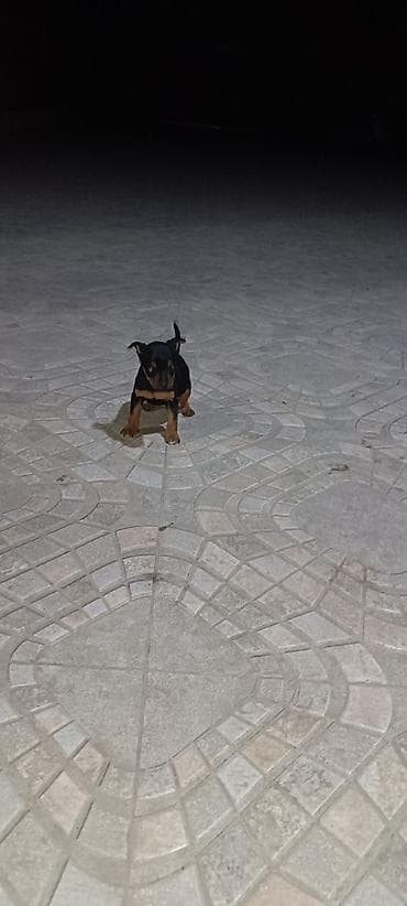 karlik pudel satisi: Miniatür pinçer, 1 ay, Dişi — 3