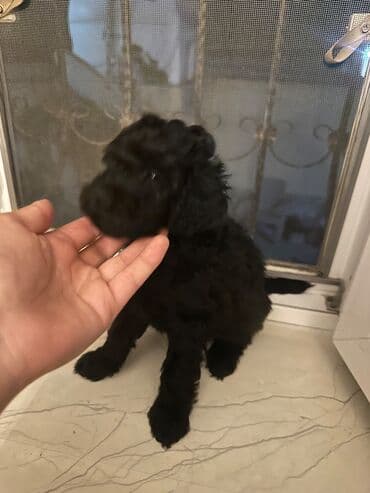 barter it: Şekilleri götürmeyin - Cins: Toy Pudel (mini) - Rəng: qara, ve — 6