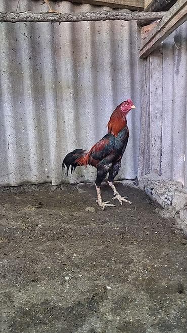 quş adları: Xoruz, Heyratı, il: 1, Ödənişli çatdırılma — 3