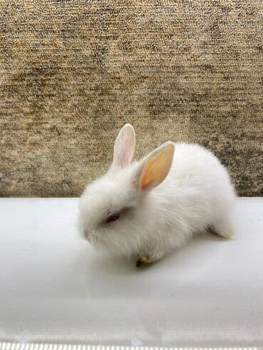 Akvariumlar: Mini dekorativ dovşan balası - Rəng: tam ağ tüklü, qırmızı gözlü — 5