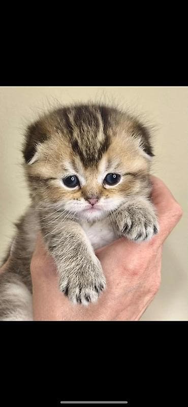 Pişiklər: Şotland yastı qulaq, Erkək — 1