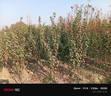 Məhsul: Meyvə ağacı tingləri (fidanlar) Təsvir: - Açıq sahədə