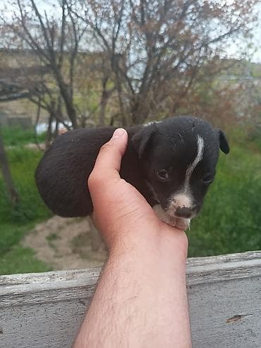 pulsuz it balalari: Ünvandan götürmə — 6