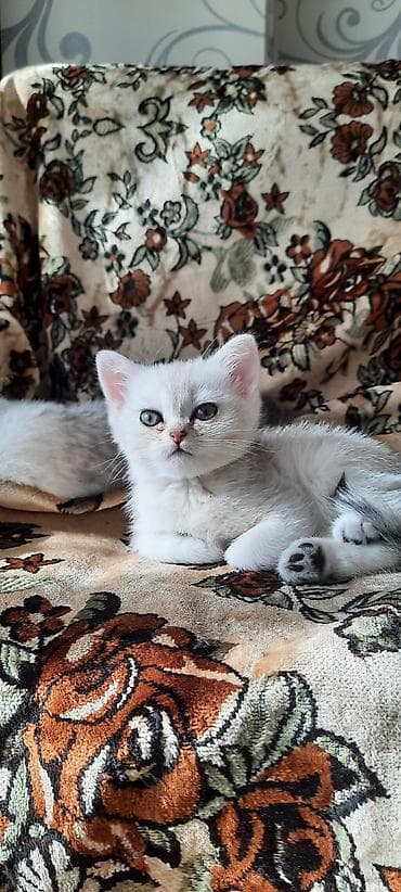 Britan lalafo.az -da Britan