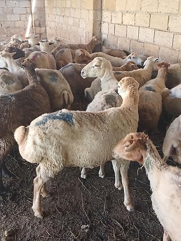Qoyunlar, qoçlar: Qoyun – damazlıq/kəsimlik - Cins: ehtimalən yerli qaragül/ya da — 2
