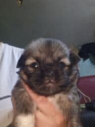 купить собаку пекинес: Pekines erkey — 3