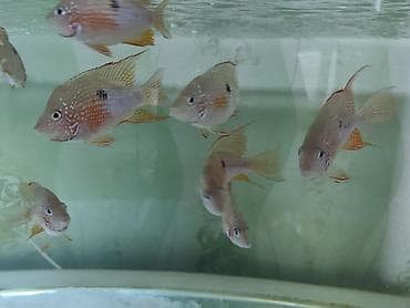 bala itler: Eliot balığı, Yırtıcı, Ünvandan götürmə, Ödənişli çatdırılma — 6