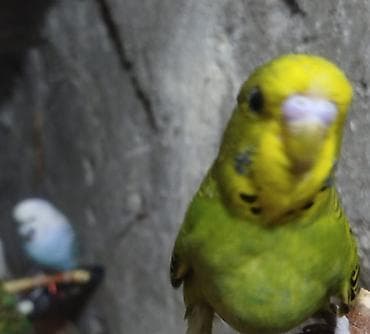 qus: Təmiz çex və çexdən dönmə Bala və hazır cüt var Hərcür rəngldə quşlar — 3