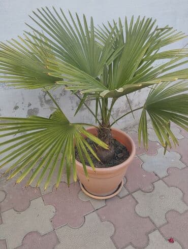 qar gülü: Qablarda palma ağacları - Növ: Dekorativ palma (yelpikvari yarpaqlı — 5