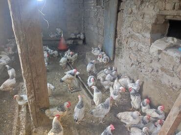 çöl ördeyi: Toyuq, Ətlik — 2