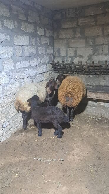 ari ailesi satisi: Dişi, Qala, il: 1, 90 kq, Damazlıq — 11