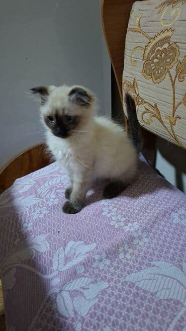 pişik balaları: Şotland yastı qulaq — 9