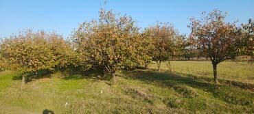 Gübrələr: Goranboy rayonu, Hazırəhmədli kəndində yerləşən 2 hektar meyvə bağı — 1