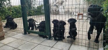 Kane-Korso, Erkek, Sənədli, Ünvandan götürmə lalafo.az -da Kane-Korso, Erkek, Sənədli, Ünvandan götürmə