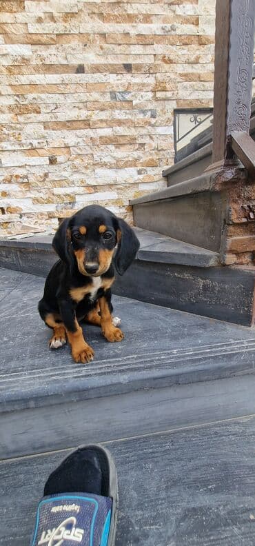 itler doberman: 3 ay, Dişi, Peyvəndli, Ödənişli çatdırılma — 6