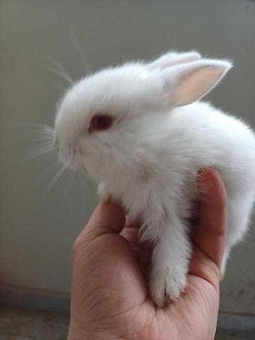 şir balası: Dovşan satılır 15 manat gözləri qırmızıdır dekorativdir — 3