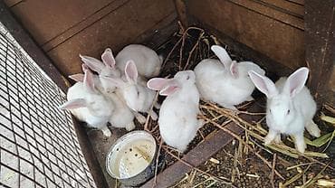 cepis sekilleri: Balaca dovşan-5₼ Böyük dovşan - 15₼ Ağ rəngli ev dovşanları – — 2