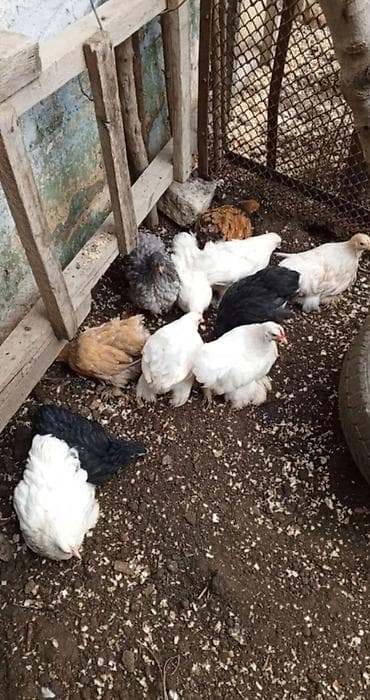 kent cüceleri: Toyuq cücələri, Damazlıq — 1