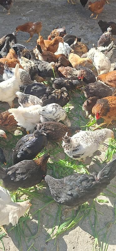 kend cucesi: Toyuq cücələri, Damazlıq — 9