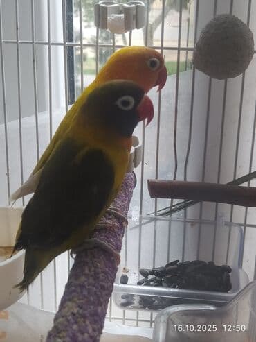попугай ара цена: Salam Fişer və Nerazlucniklər satılır. tək tək 60 man cütü 100 man — 2