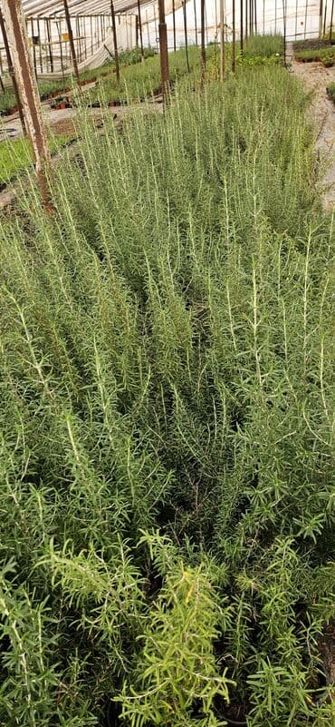 101 qizil gul ucuz: Rozmarin. qablarda3000 (üçmin) dən çoxdu 1 manata, çox aparan üçün — 1