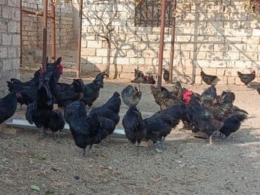 alman coban: Toyuq, Yumurtalıq — 14