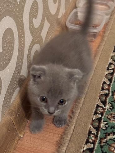 at şekilleri: Şotland yastı qulaq, Erkək — 4