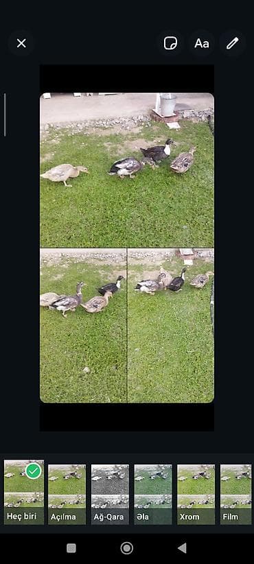 Satılır. Səsli ördəklər 3 dişi 1 erkək. Disiler yumurtayir erkek