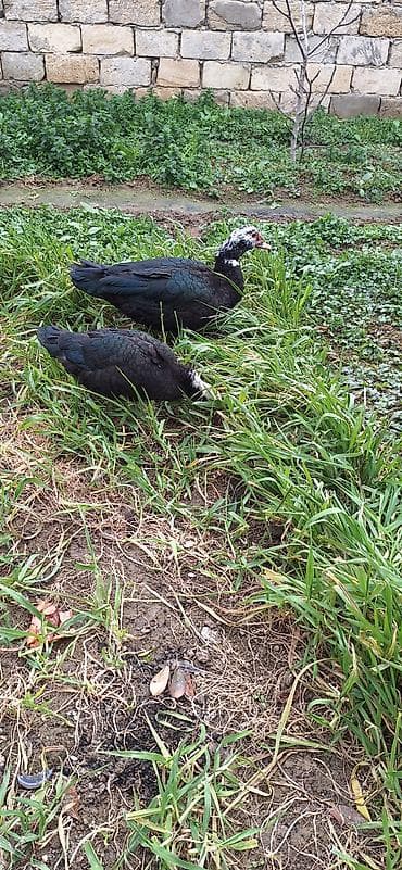 5- 6 aylıq Lal ördekler .bir fere bir xoruz çütü 65 manat