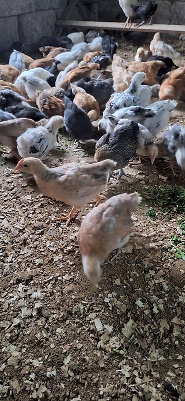 cücə qiyməti: Toyuq cücələri, Damazlıq — 4