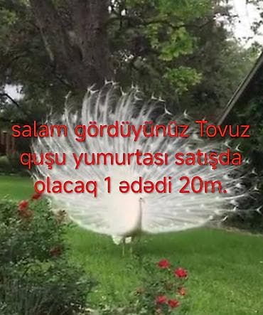 dəmir su cən: Salam gördüyünüz Tovuz quşu yumurtası satışda olacaq 1 ədədi 20m — 1