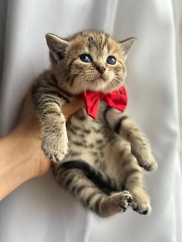 Tabbi, Pulsuz çatdırılma