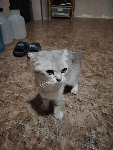 Şotland yastı qulaq