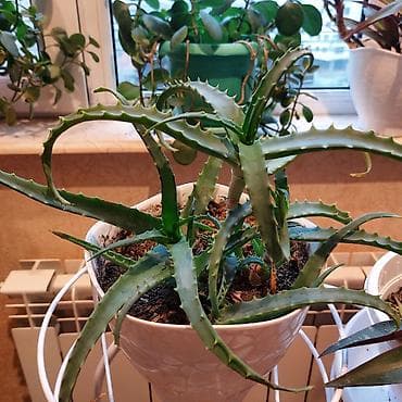 алоэ вера купить: Aloe bitkisi dibcekde satilir. 5azn — 3